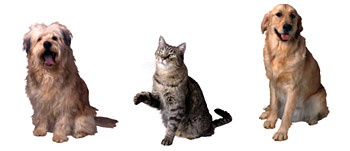 pets photo