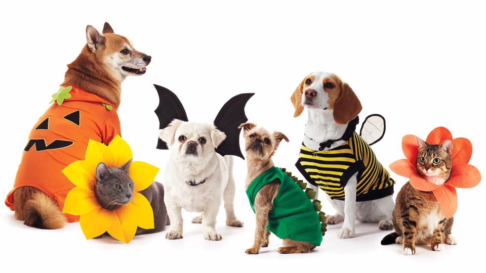 Pet Costume Contest