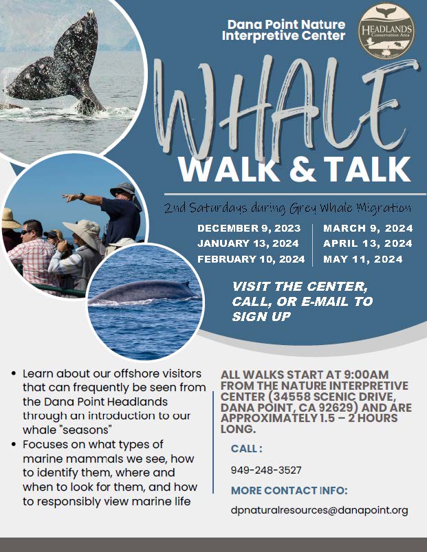 Whale walk n talk flyer PDF
